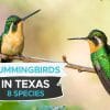 hummingbirds in texas