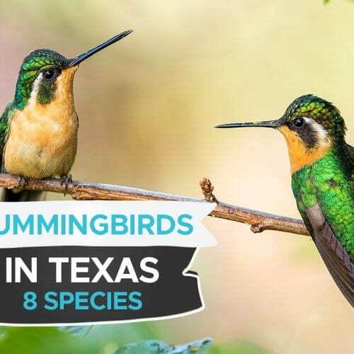 11 Stunning Birds with Red Eyes [Pictures & Guide] - Birdwatching Buzz
