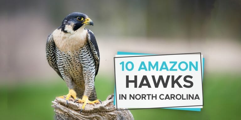 10 Amazing Hawks in North Carolina You Don’t Want To Miss [ID ...