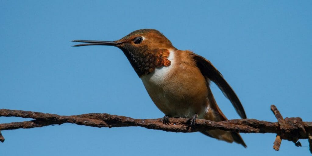 Allen’s Hummingbird 