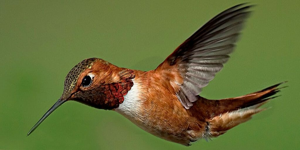 Anna’s Hummingbird 
