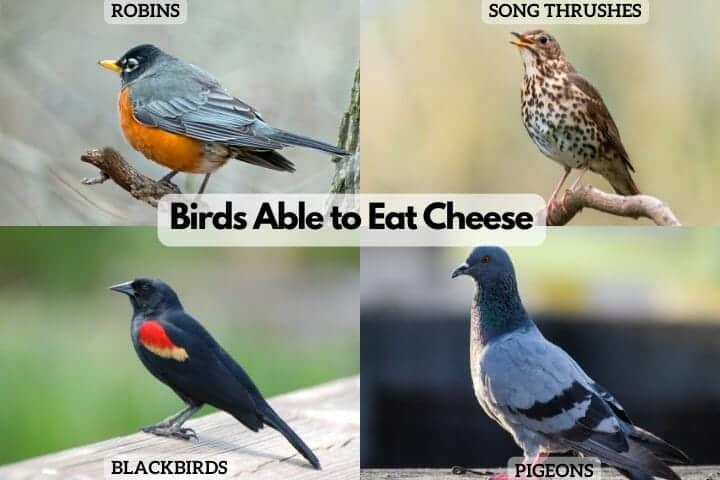 birds able to eat cheese