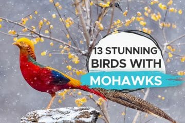 birds with mohawks
