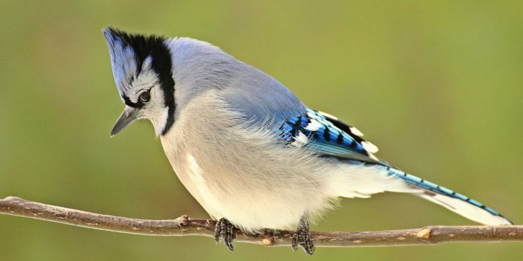 blue jays are not blue