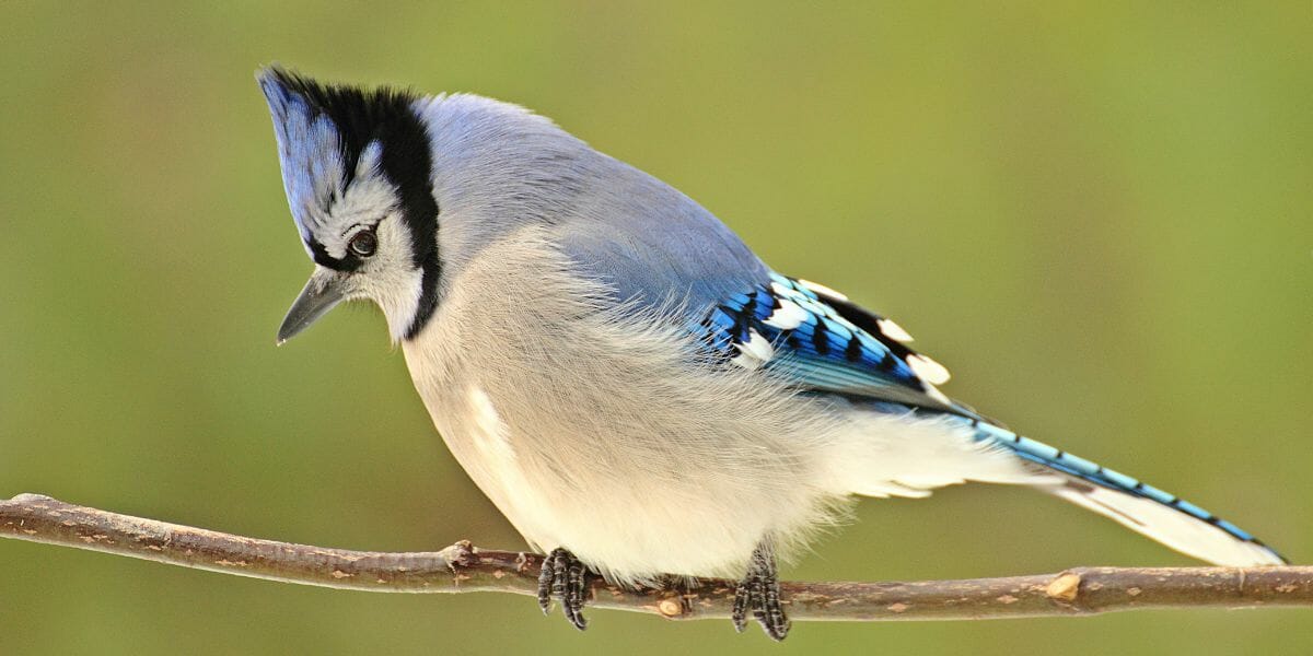 19 Fascinating Facts About Blue Jays - Birdwatching Buzz