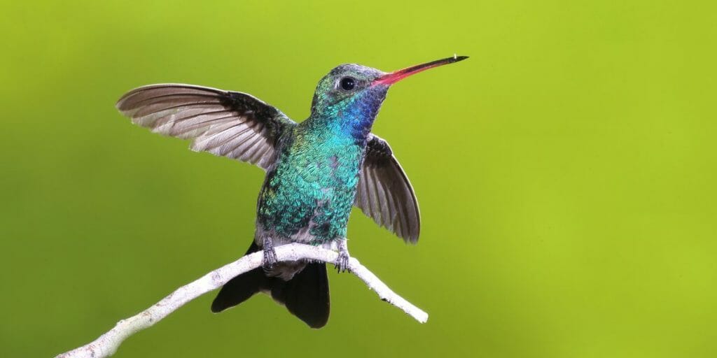Broad-billed Hummingbird
