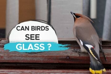 birds see glass