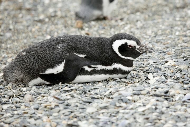 Penguins Sleep With Their Eyes Open