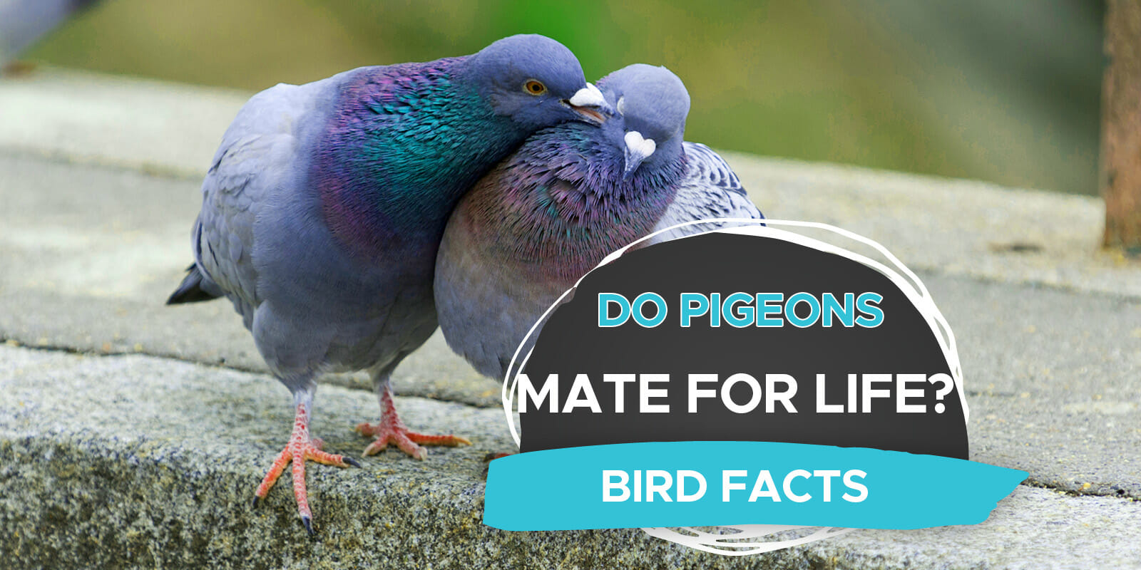 do-pigeons-mate-for-life-birdwatching-buzz