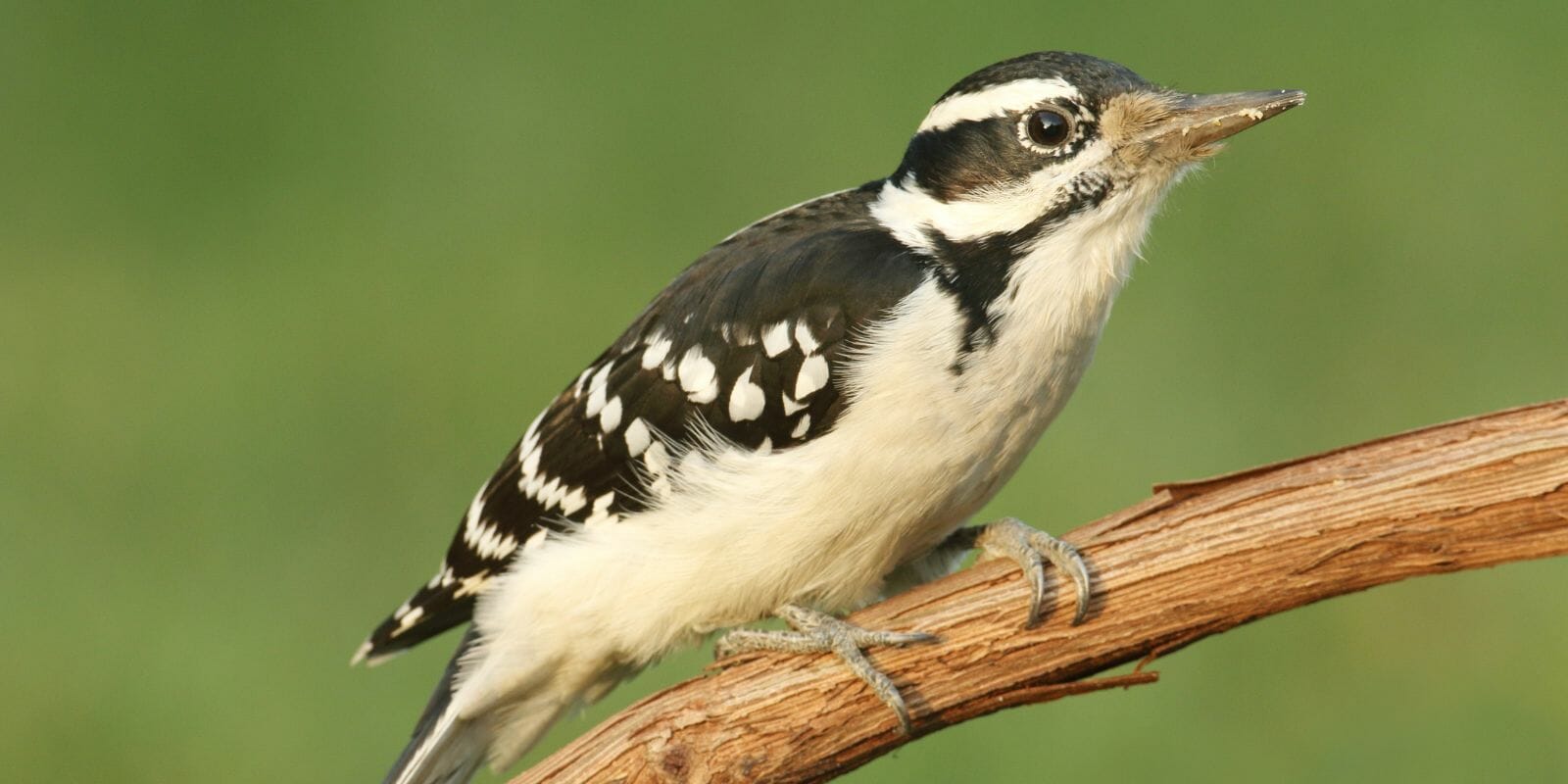 The 8 Most Amazing Woodpeckers in Virginia [ID & Pictures] - Birdwatching Buzz