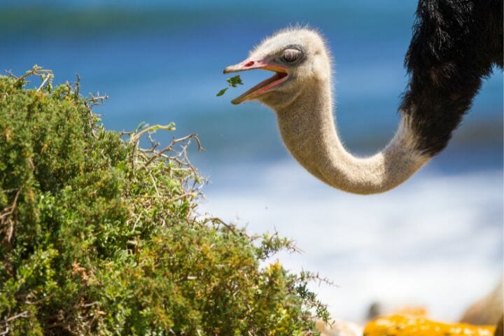Ostriches Eat Without Teeth
