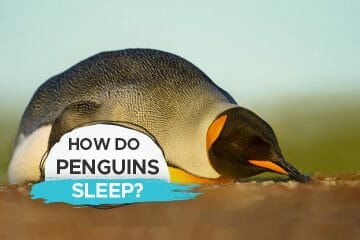 how do penguins sleep
