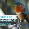 Hummingbirds in Illinois