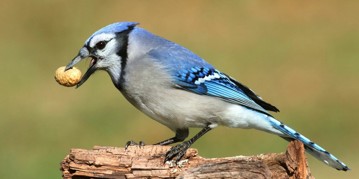 19 Fascinating Facts About Blue Jays - Birdwatching Buzz