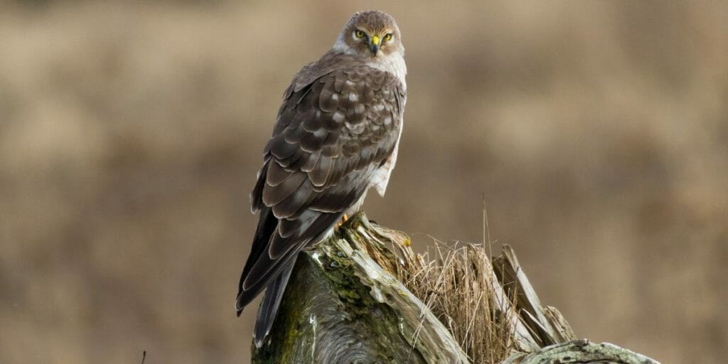 10 Amazing Hawks in North Carolina You Don’t Want To Miss [ID ...