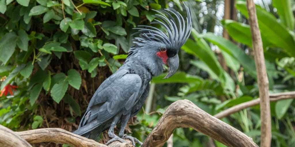 Palm Cockatoo
