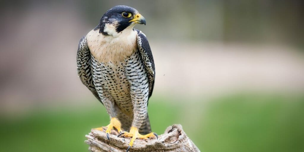 10 Amazing Hawks in North Carolina You Don’t Want To Miss [ID & Pictures] Birdwatching Buzz