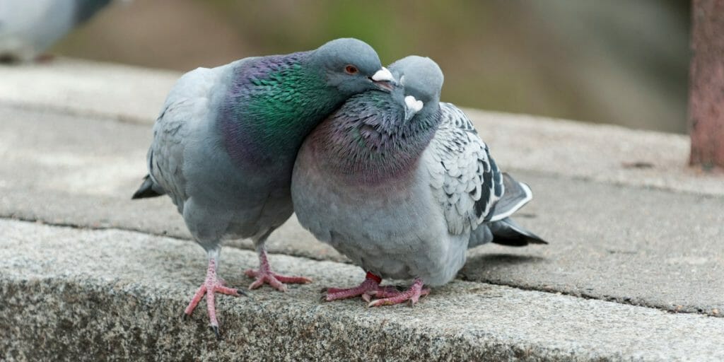 Do Pigeons Mate For Life? - Birdwatching Buzz