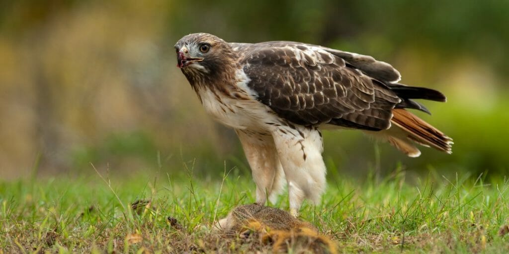 10 Amazing Hawks in North Carolina You Don’t Want To Miss [ID