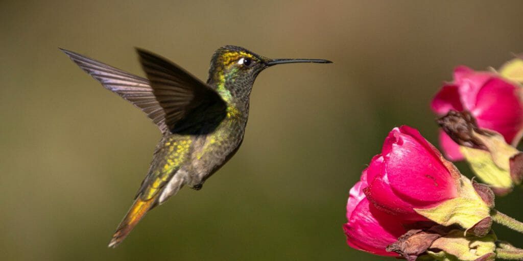 Rivoli’s Hummingbird