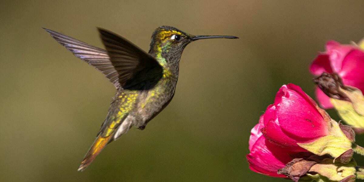 The Beauty of Hummingbirds in Virginia [ID & Pictures] Birdwatching Buzz