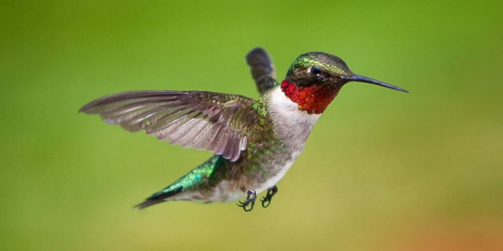 Ruby-throated Hummingbird 
