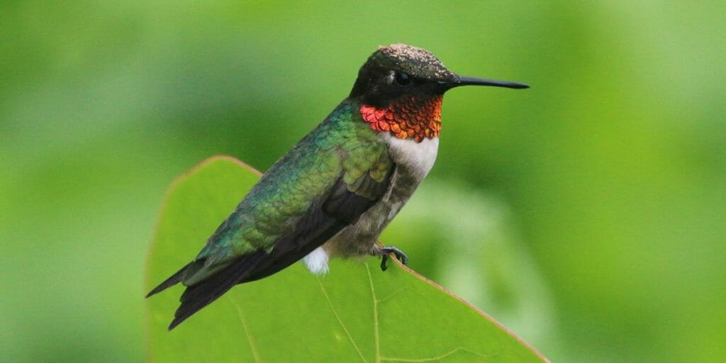 6 Kinds of Hummingbirds in Illinois Sure To Charm You Birdwatching Buzz