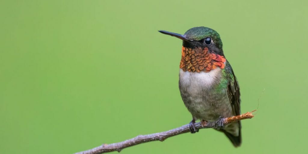 Ruby-throated Hummingbirds 
