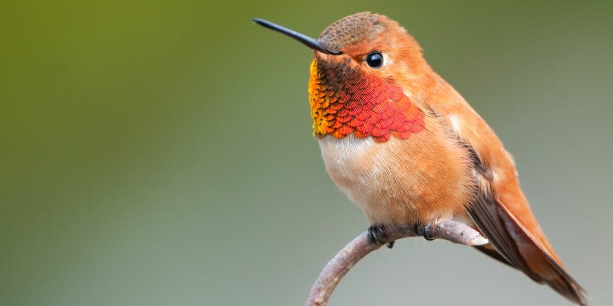The Enchanting World of Hummingbirds in Ohio [ID & Pictures