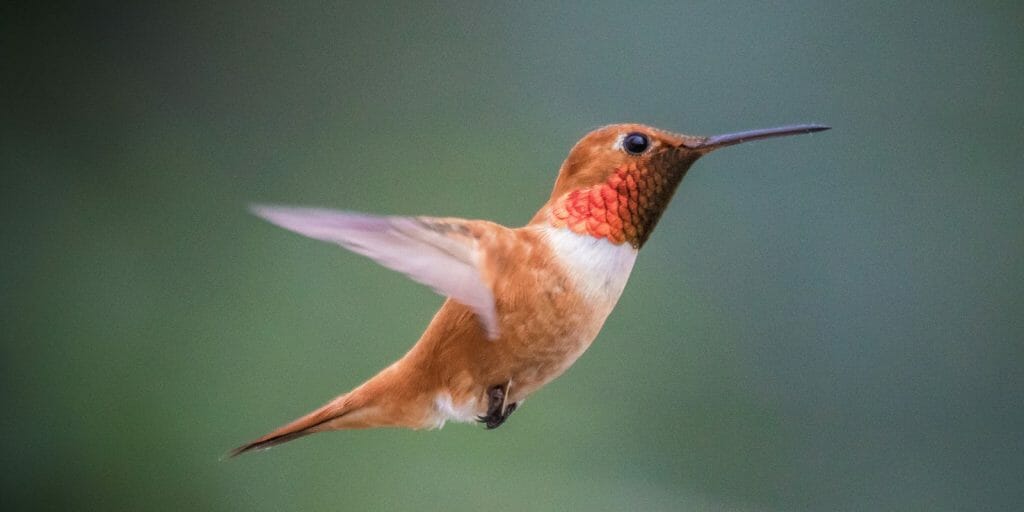 Hummingbirds in Minnesota [the Complete List with Pictures