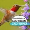 Southern California Hummingbirds