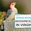 woodpeckers in Virginia