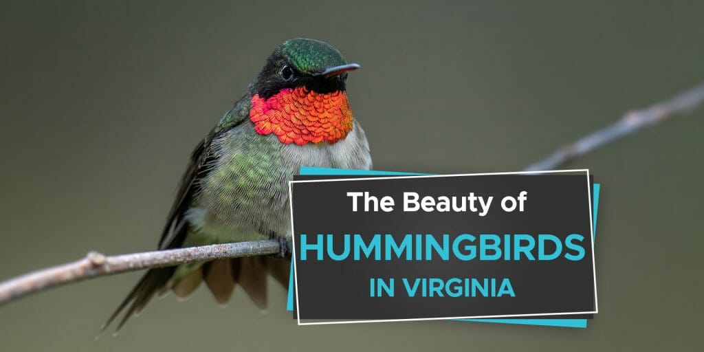 Hummingbirds in Virginia 