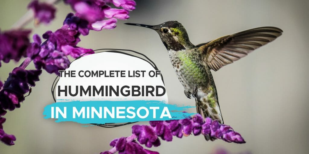 hummingbird in Minnesota