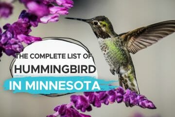 hummingbird in Minnesota