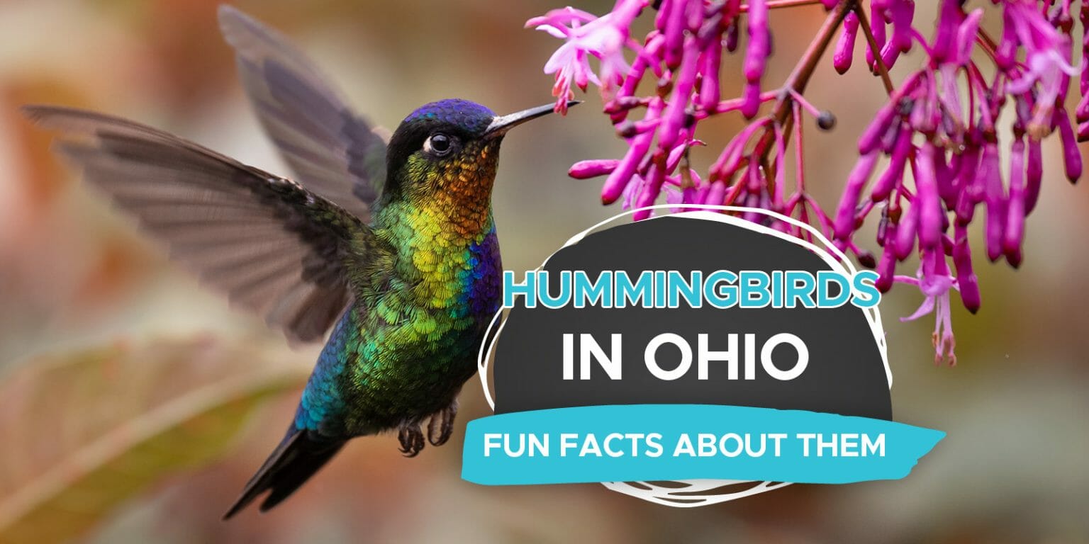 The Enchanting World of Hummingbirds in Ohio [ID & Pictures