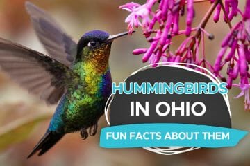 hummingbirds in ohio