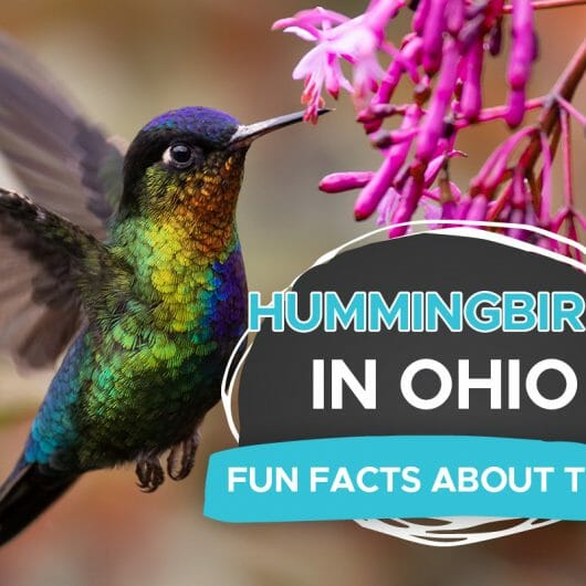 Hummingbirds in Minnesota [the Complete List with Pictures