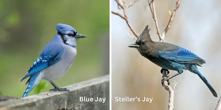 19 Fascinating Facts About Blue Jays - Birdwatching Buzz