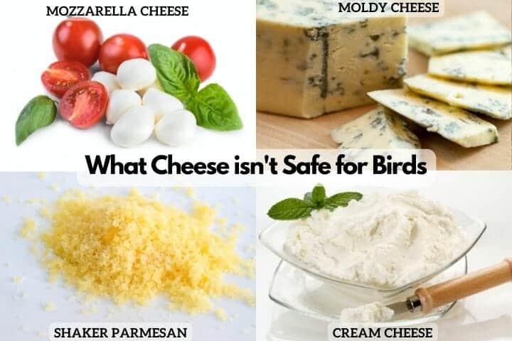 cheese isn't safe for birds