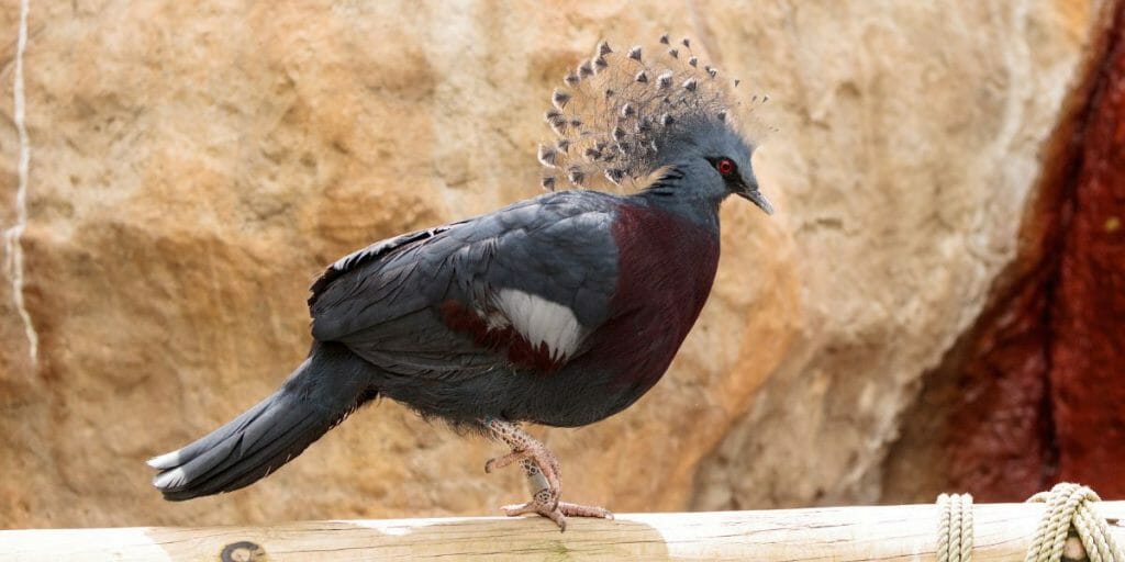 Victoria Crowned Pigeon
