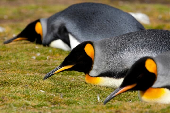 penguins sleep in groups