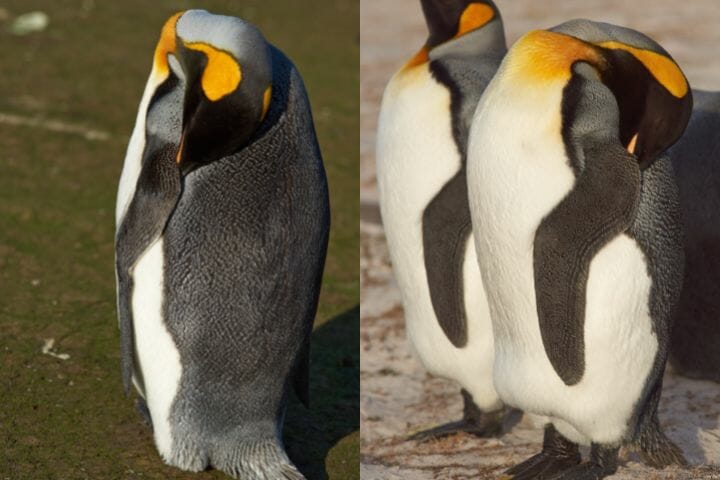 Penguins Tuck Their Heads Away When Sleeping