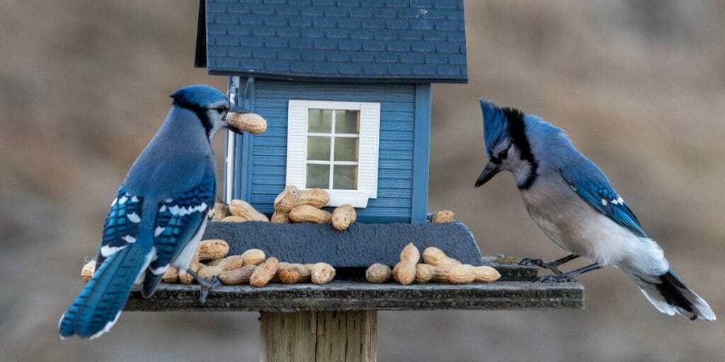 attract blue jays to your backyard