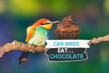 birds eat chocolate
