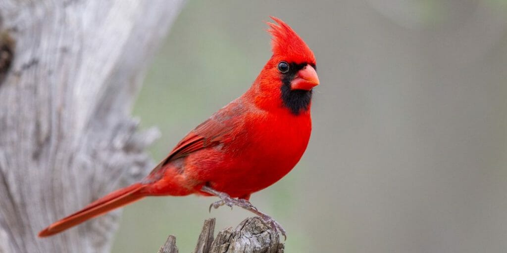 Northern Cardinal
