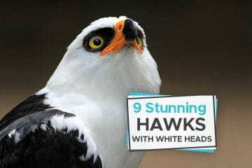 hawks with white heads