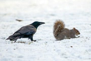 Do Crows Eat Squirrels? [All Your Questions Answered] - Birdwatching Buzz