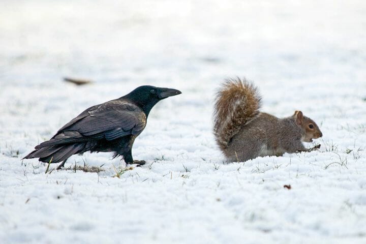 Squirrels are Afraid of Crows