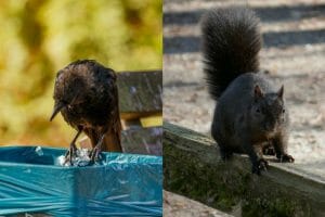 Do Crows Eat Squirrels? [All Your Questions Answered] - Birdwatching Buzz